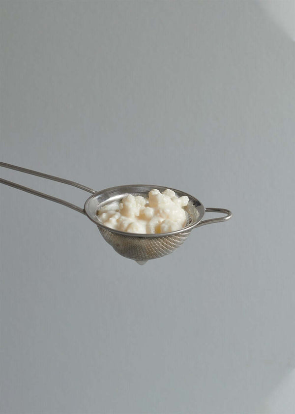 Milk Kefir SCOBY | Live Culture | The Fermentary