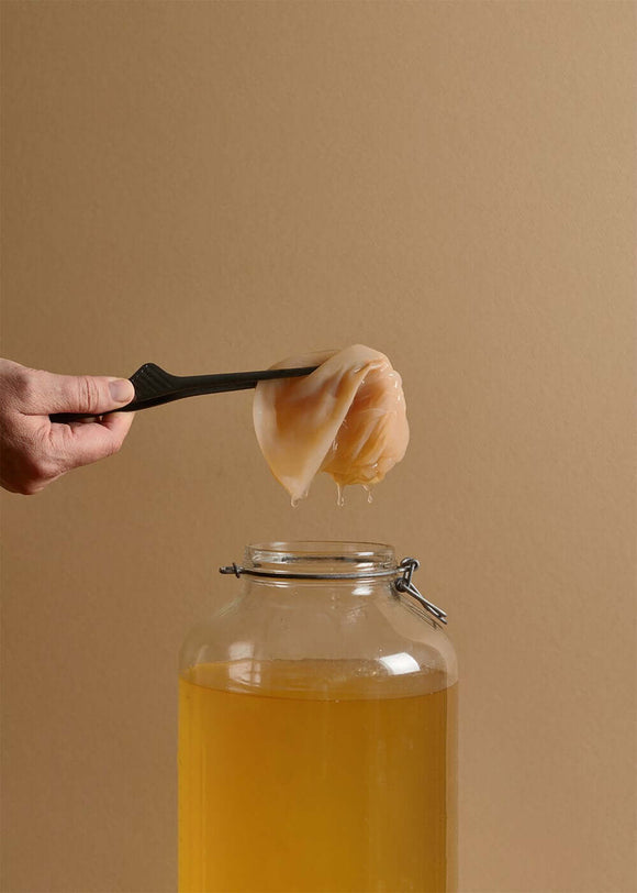 Kombucha SCOBY | Live Culture | The Fermentary