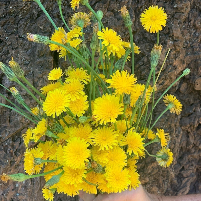 If you are a fermenter and on Loving Ray Bradburys Dandelion Wine.