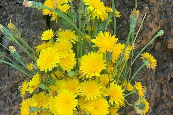 If you are a fermenter and on Loving Ray Bradburys Dandelion Wine.