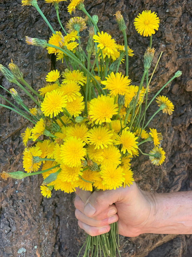 Dandelion Wine