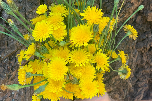 Dandelion Wine