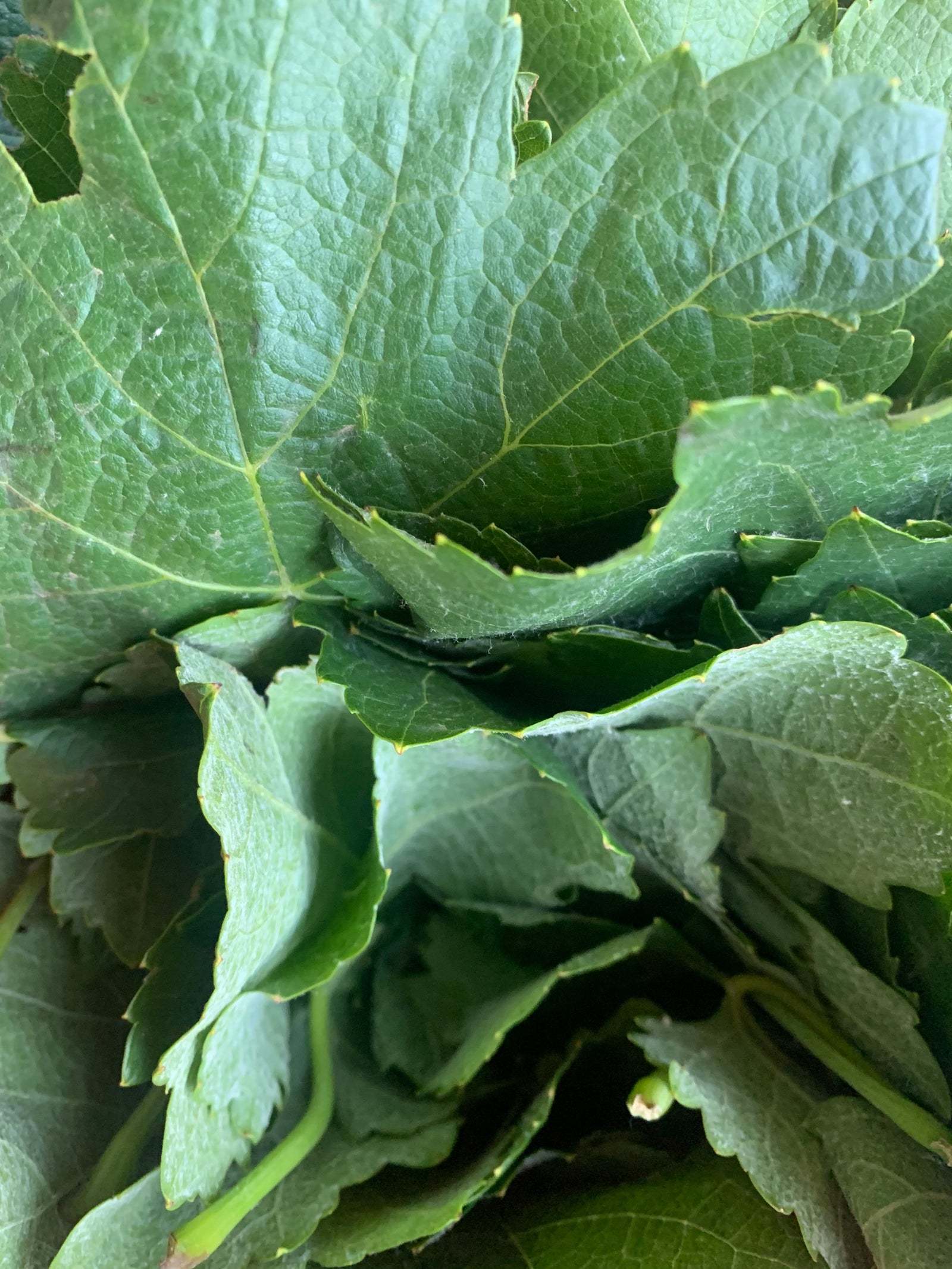 Preserved Vine Leaves (warak enab)