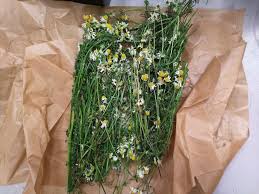Chamomile Ale - Whole Plant