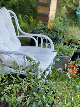 Mugwort Ferments - Oxymel & Mead