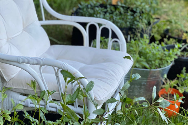 Mugwort Ferments - Oxymel & Mead