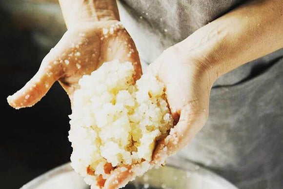 Kombucha SCOBY & Kefir Grains — Live Cultures Australia