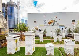 Melbourne Rooftop Honey test tube | Food | The Fermentary