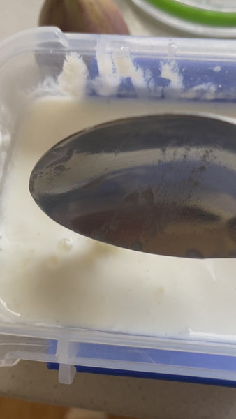 A little video showing how when you put your spoon into the viili it comes out clean rather than coated!