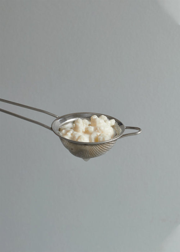 SPECIAL: Milk Kefir SCOBY and Natasha Morgan Syrup | Live Culture | The Fermentary